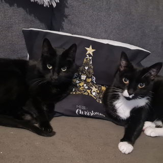 Auf leisen Pfoten komme...