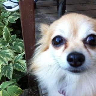 my sweet little Busa......