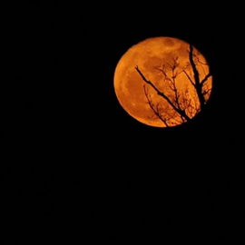 Einmal der "Halloween-M...