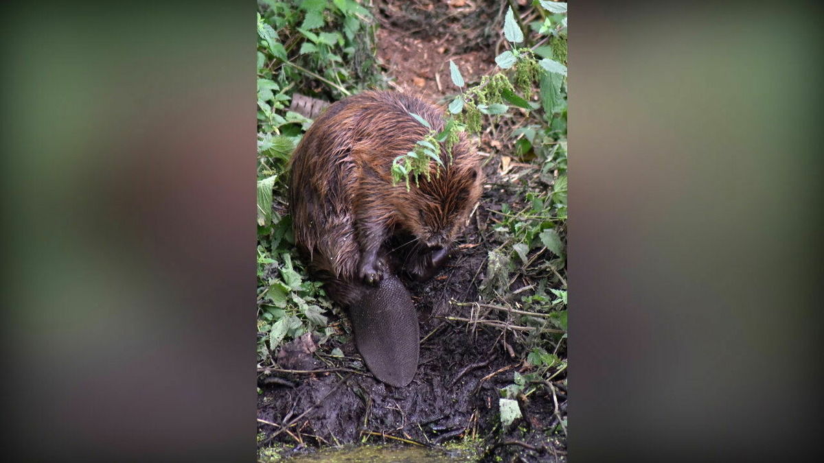 Baby Biber beim Schäfchen zählen 😅🤗
