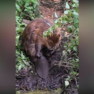 Baby Biber beim Schäfc...