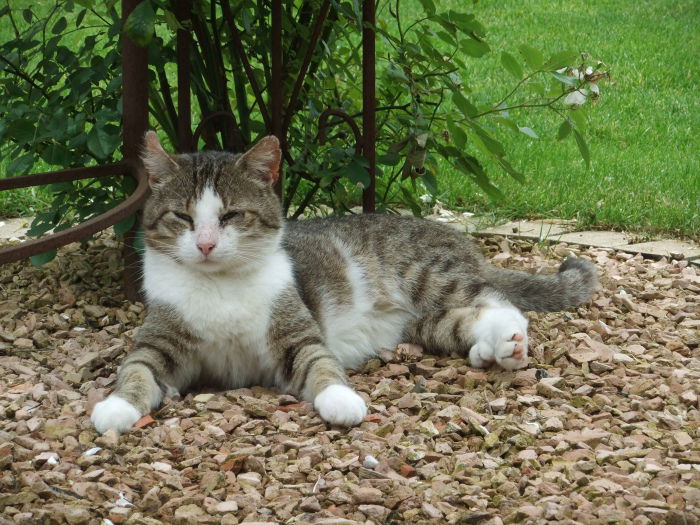 Fritz- der kleine Kämpfer  August 2021: War mir eine Ehre, mit Dir etliche jahre verbringen zu dürfen. Misch den Katzenhimmel schön auf!