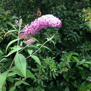 Schmetterlingsparadies...