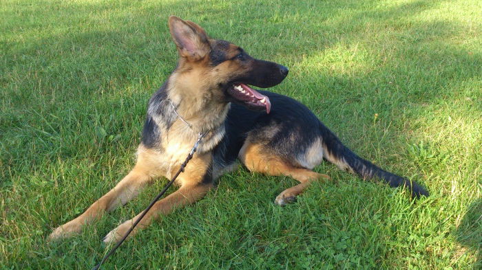 Boa auf dem Hundeplatz: "Was ist denn da hinten los?"