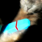 Cats make good perfume ...