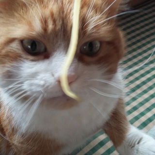 Gib mir die Nudel..., o...