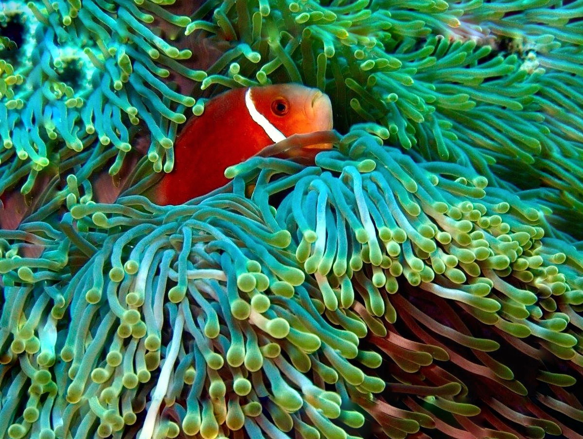 Malediven-Anemonenfisch 2017 im indischen Ozean