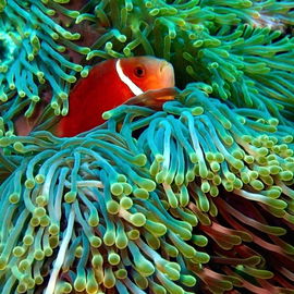 Malediven-Anemonenfisch...