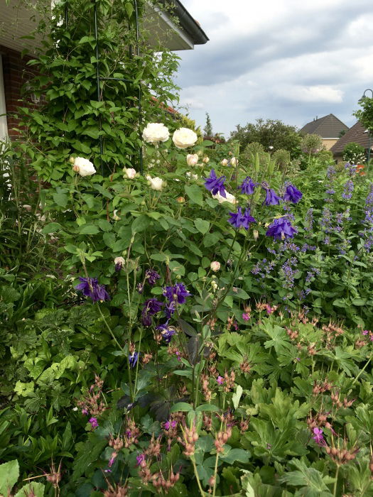 Storchschnabel mit Akelei