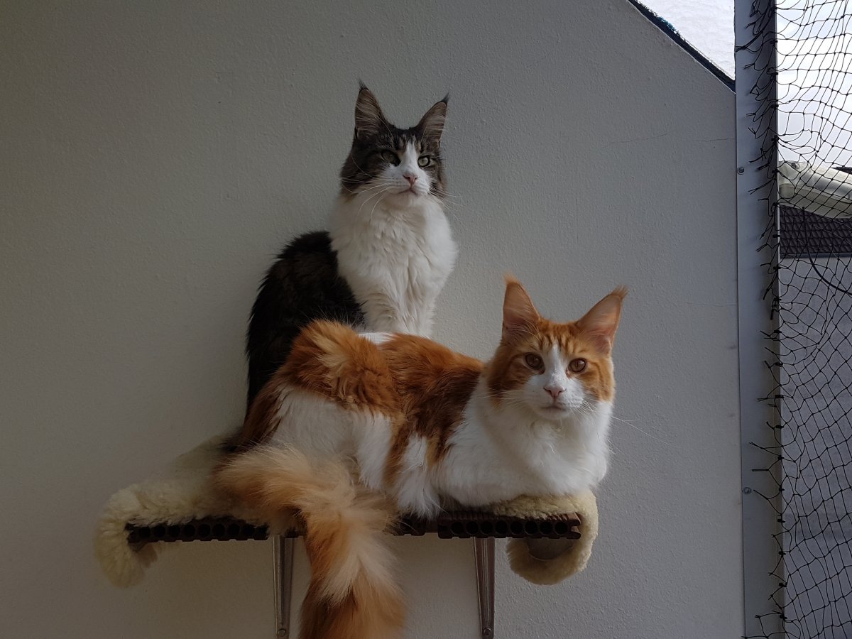Bonsai-Charlie, 10 Monate, ist inzwischen fast schon so groß wie sein Kumpel Bruce...