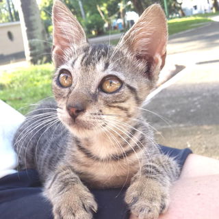 Carlos - Belem Brasilie...