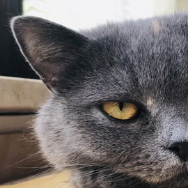 Milly