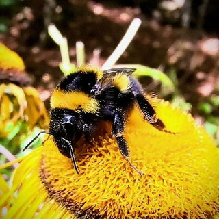 Autumn bee...