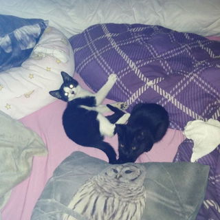 Tinka (s. - w.) und Bla...