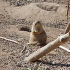 dat ass! Phoenix Zoo, A...