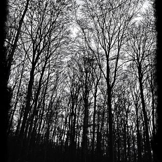 Dämmerung im Winterwal...