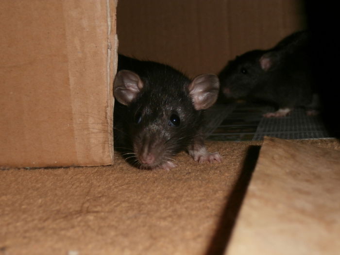 Die Dumbofantenbabys Mykene und Ariadne.