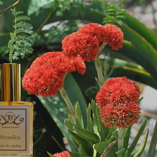 JoAnne Bassett Natural ...