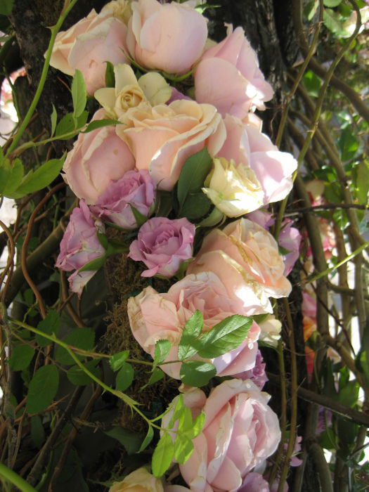 Rosendekoration, Helsinki, Mai 2015