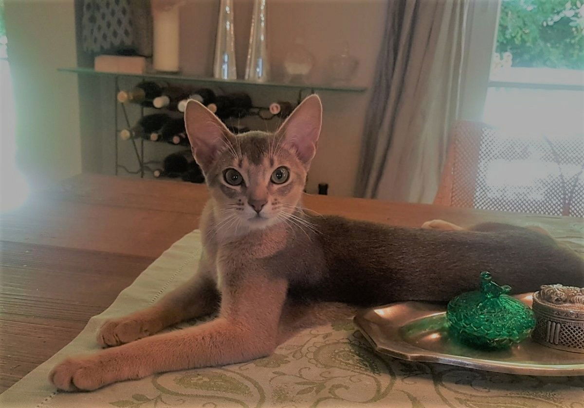 Sir Nawin Magic of Blenheim - Abessinier - 2 Jahre alt.