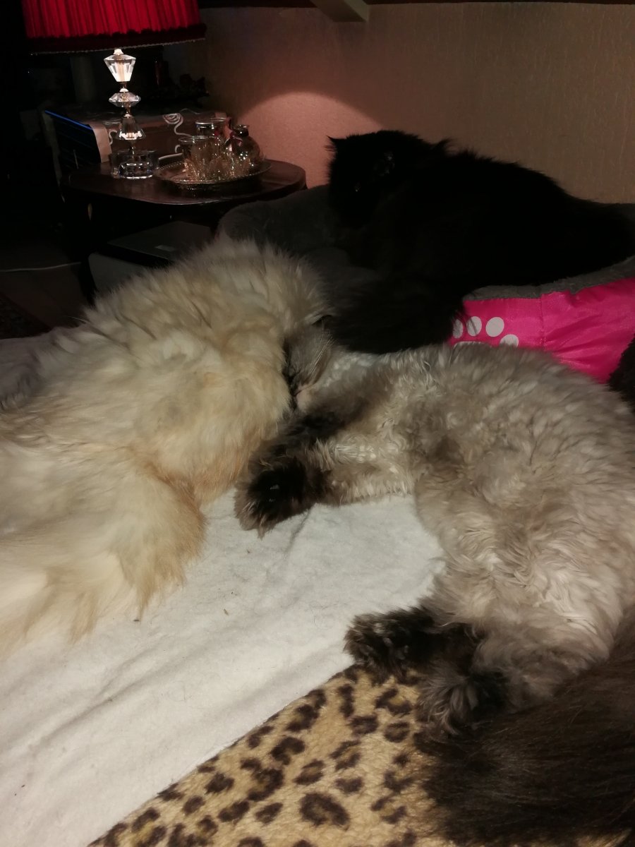 So geht Gruppenkuscheln...das Alterchen im Hintergrund...