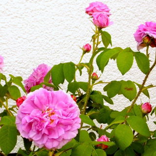 Meine Wurzelechte "John...