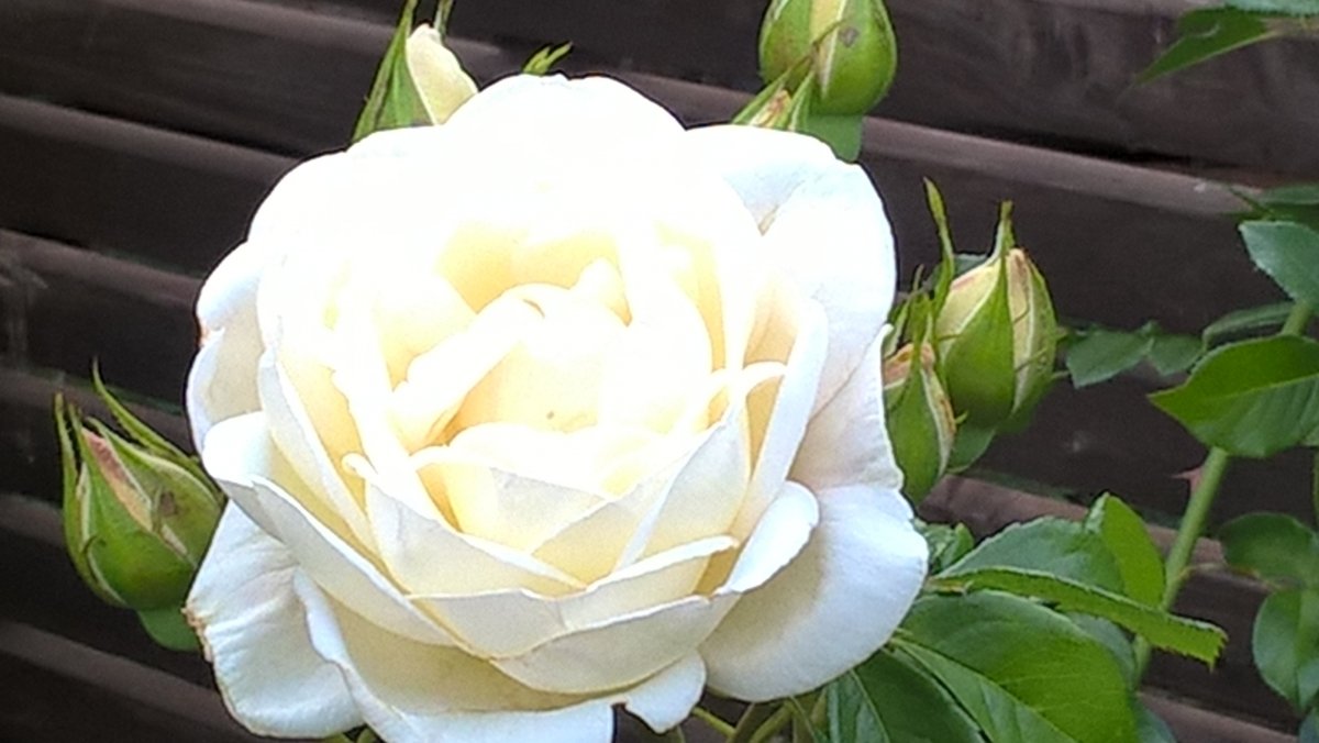 Juni 2017; Strauchrose unbekannten Namens; ca. 10cm-große Blüten; mittelstarker, zitrus-cremiger Duft (nicht seifig)