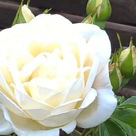 Juni 2017; Strauchrose ...
