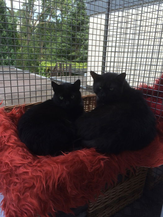 Mops und Stummel im Aussenbereich