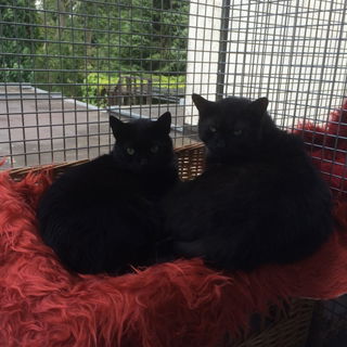 Mops und Stummel im Aus...