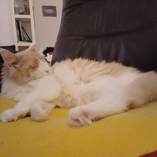 Rate Mal wie alt ist er...