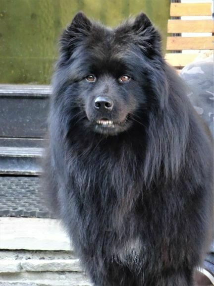 Bruno