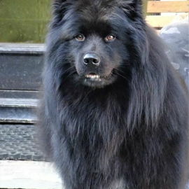 Bruno