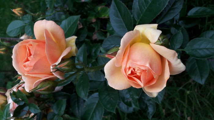 Rose "Barock"