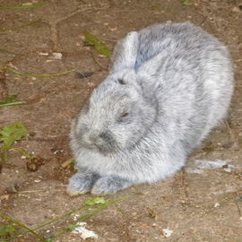 Earl Grey