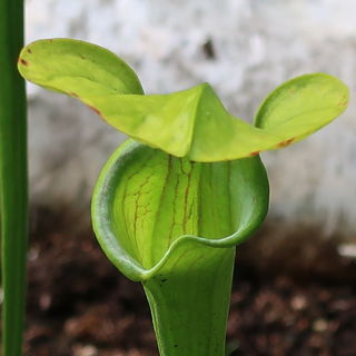 Sie wartet auf ihr Mitt...