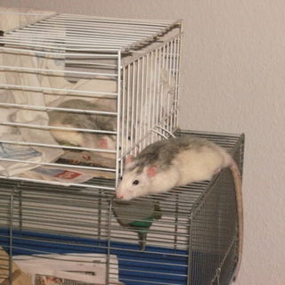 Sancho & Pancho im Stan...