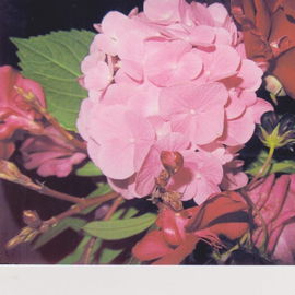 Hortensien mit Rosen