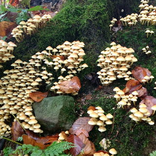 ... Zauberwald...