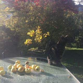 Idyllische Momente im G...