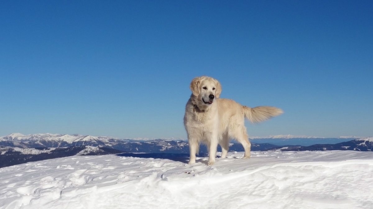 Ruhe in Frieden, geliebtes Fell! Du warst ein einzigartiger, wunderschöner und toller Hund!