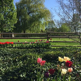 ... und ihre Wiese
