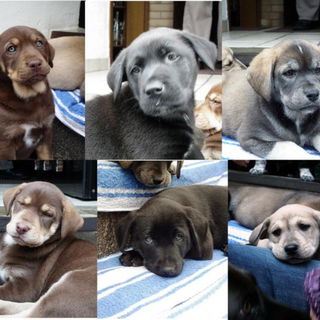 Spikes Babies ( mittler...