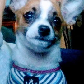 baby puppy Chloe in her...