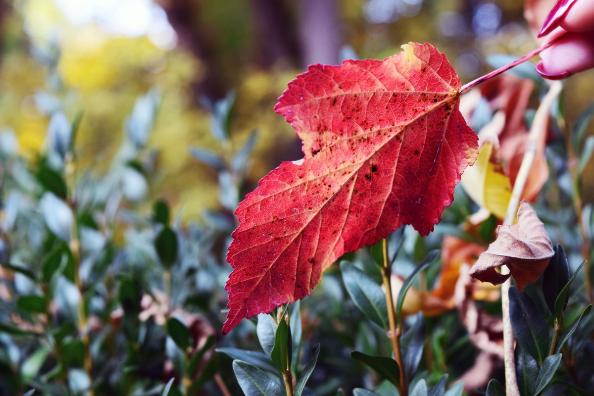just a piece from the warm palette of autumn :)