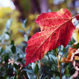 just a piece from the w...