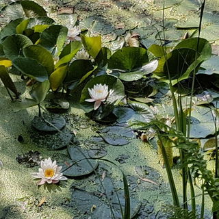 Unsere Seerose am 24. J...