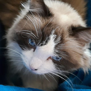 Blauauge Lucia 2.5.2011...