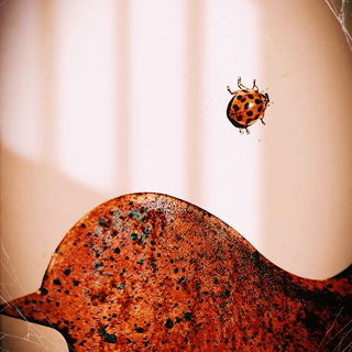 Ladybug.Vogel.The winne...