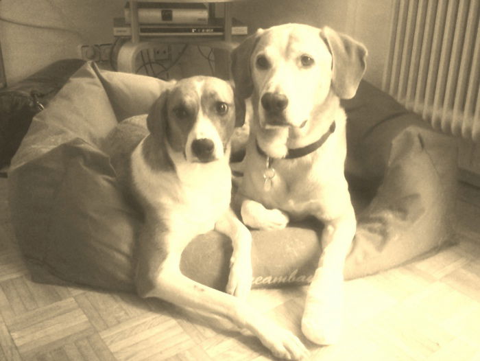 Wauzls :)